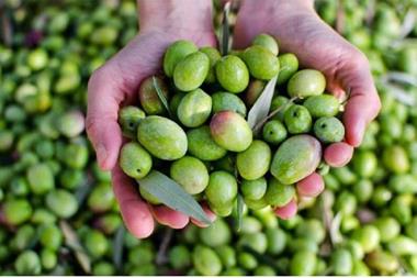 انخفاض سعر كيلو الزيتون نصف دينار