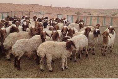 الزراعة: تحصين الأغنام والأبقار ضد الحمى القلاعية