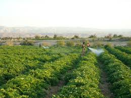 زراعيون: الاستراتيجية الوطنية للأمن الغذائي تؤتي أكلها