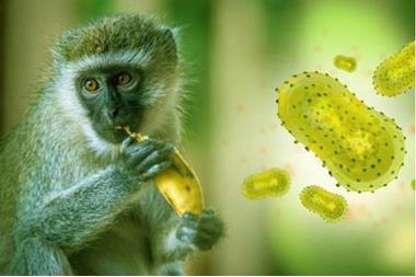 اكتشاف أول إصابة بجدري القردة في مصر