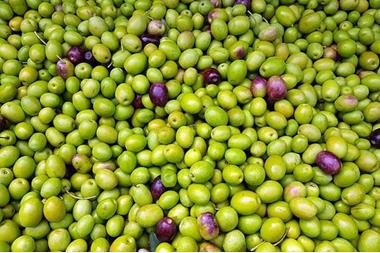 أسعار الزيتون تواصل انخفاضها في السوق المركزي