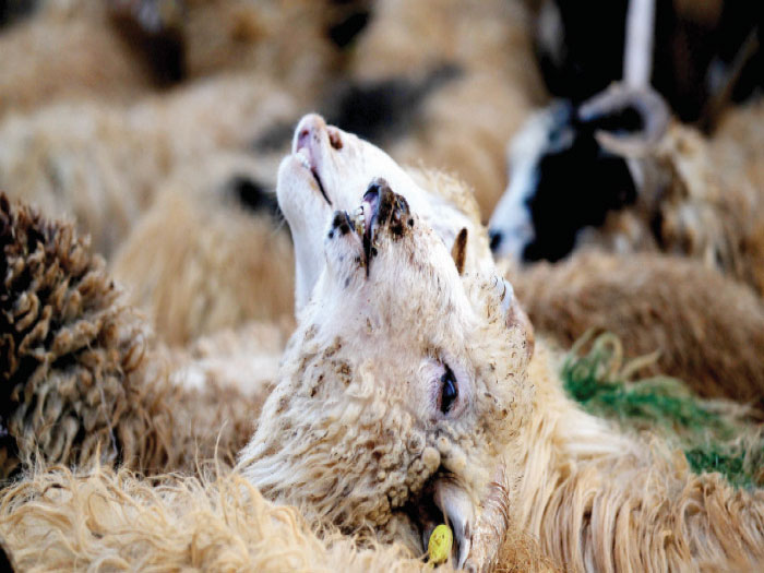 الزراعة: تصدير 560 ألف رأس من الخراف للخليج منذ بداية 2022