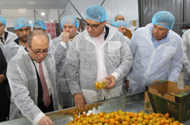 الحنيفات يفتتح موسم قطاف الزراعات التعاقدية