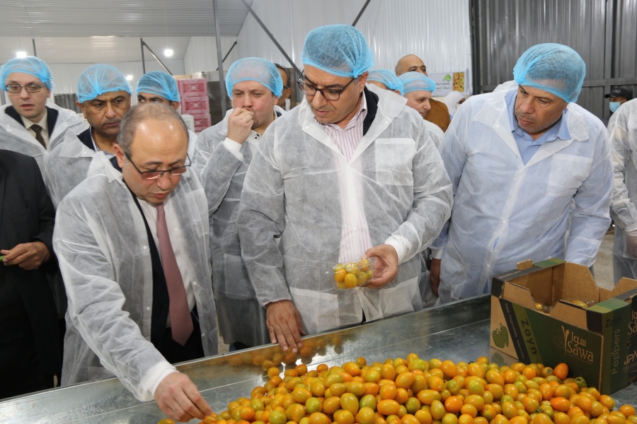 الحنيفات يفتتح موسم قطاف الزراعات التعاقدية