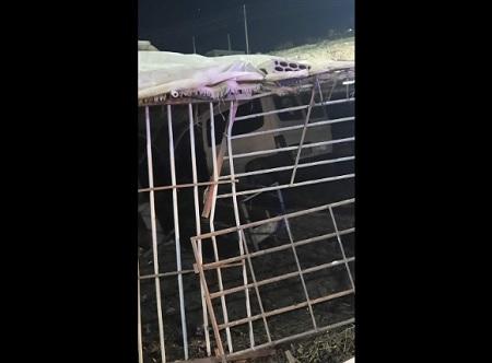 نفوق 30 رأسا من الأغنام في البلقاء