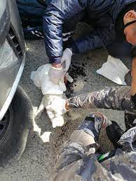 الدفاع المدني ينقذ قطة سقطت داخل بئر في ماركا الشمالية