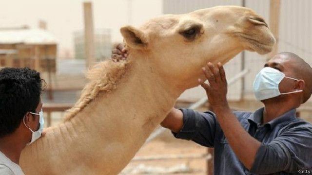 ما هو فيروس الابل؟ .. طبيب اردني يوضح