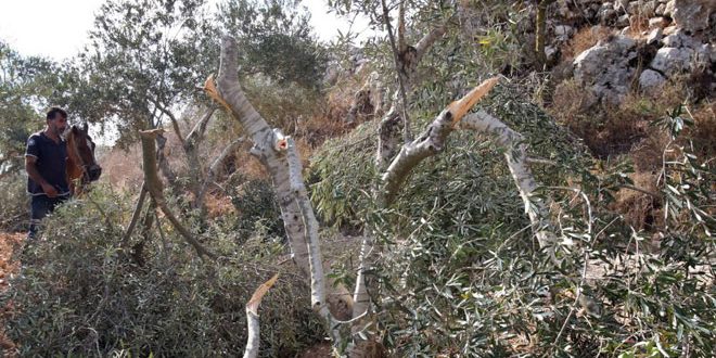 مستوطنون يقطعون عشرات أشجار الزيتون غرب سلفيت