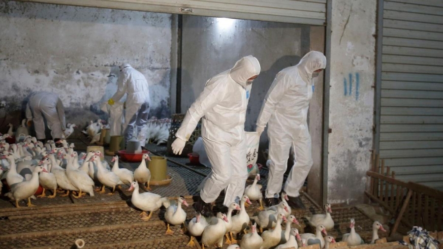 إنفلونزا الطيور تضرب أوروبا بموجة تاريخية