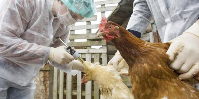 إنفلونزا الطيور تجتاح القارة العجوز