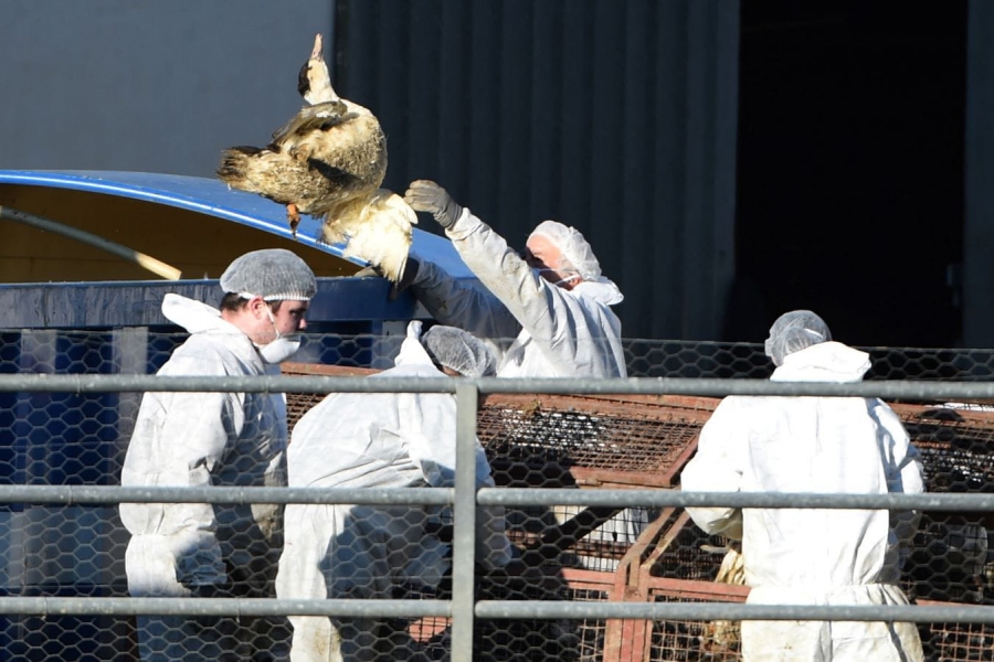 وضع إنفلونزا الطيور يتفاقم في فرنسا