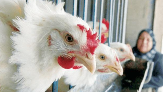 الزراعة: الأردن لا يستورد منتجات الدواجن من فرنسا