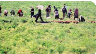 “المزارعين”: أمطار الخريف لم تكن بالمستوى المأمول