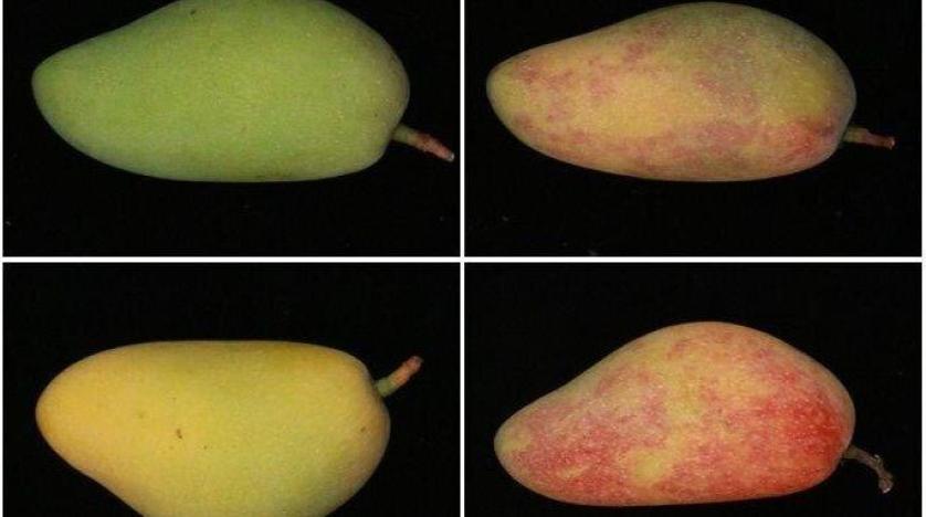«الضوء الأزرق» ضار بالبشر لكنه مفيد للمانجو