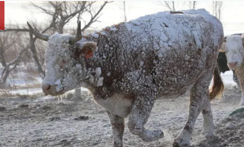 قتلى وجرحى جراء العواصف الثلجية في اليابان وأميركا وكندا