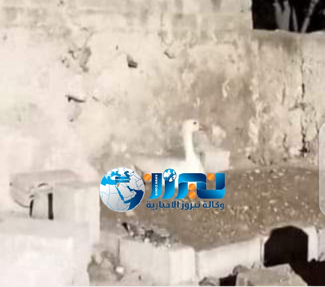 بعد وفاة الخوالده  .. البطة التي يتفقدها  دائمًا متواجدة على قبره ولا تفارقه