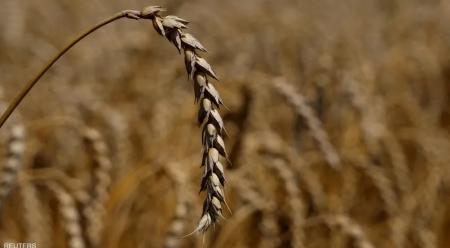 خطة أممية لتأمين إنتاج الحبوب بأوكرانيا في 2023