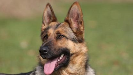 عضة كلب كادت أن تسبب جريمة قتل بعمّان