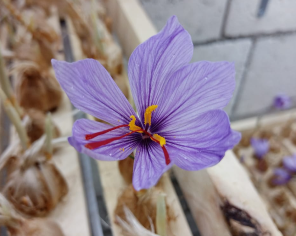 مشروع ريادي لزراعة الزعفران في جرش زراعة هوائية