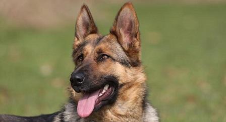 عضة كلب كادت أن تسبب جريمة قتل بعمّان