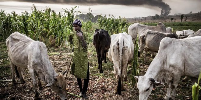 مقتل 17 شخصاً في هجوم مسلح جنوب شرق نيجيريا