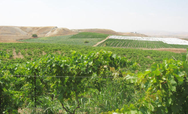 الأمطار تُنعش آمال مزارعي الأغوار الشمالية بتحسن الموسم الزراعي