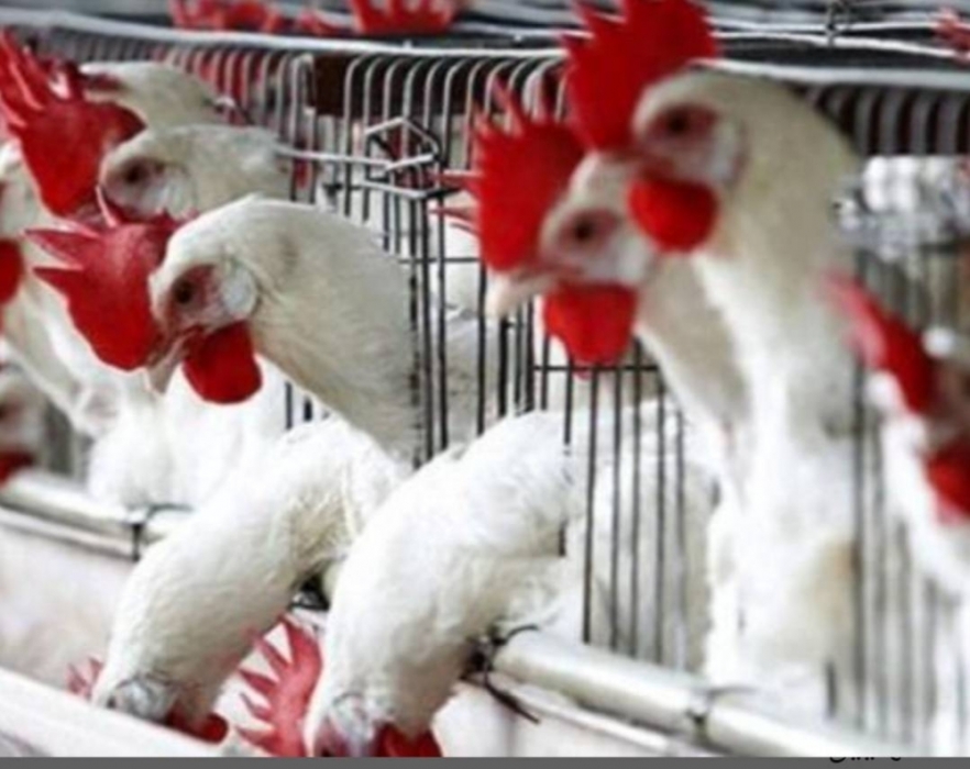 بعد ارتفاع الكلف .. 30  خسائر صغار مزارعي الدواجن