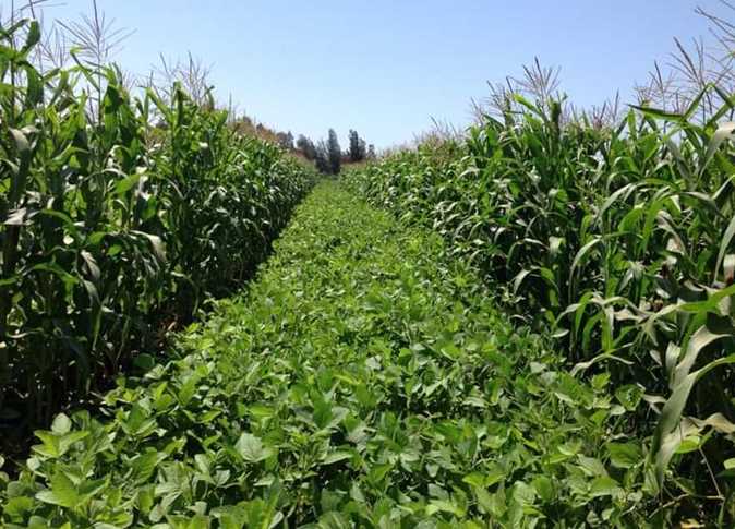 زراعة الكورة تعلن عن توفر فرص عمل مؤقتة مقابل الأجر