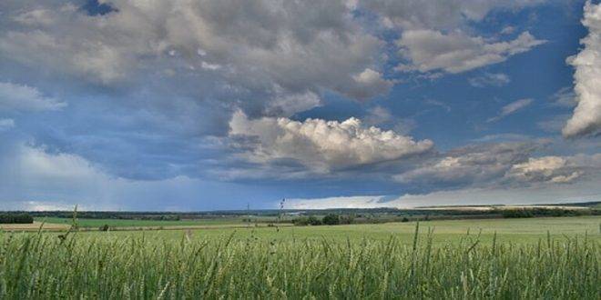 روسيا تمدد حظر تصدير الأرز حتى منتصف 2023