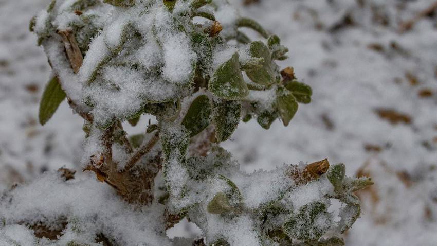 زخات ثلجية على بعض مناطق البادية الشرقية الأربعاء