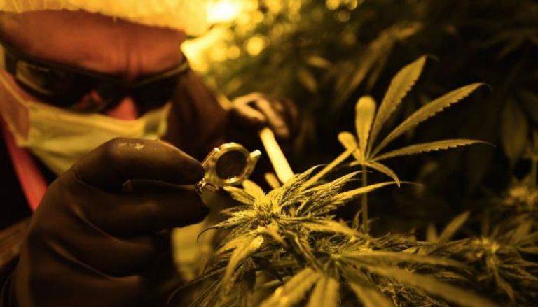 إيطاليا تستعين بالجيش لتحقيق اكتفاء ذاتي من الحشيش