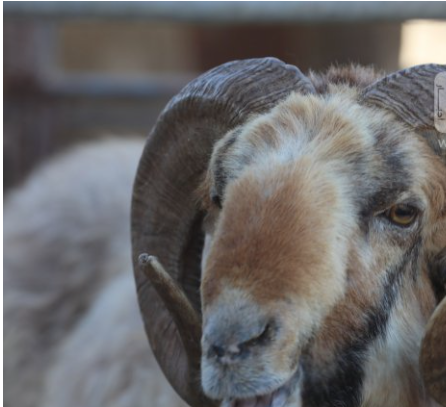 الزراعة: تصدير أكثر من 567 ألف رأس من الخراف العام الماضي