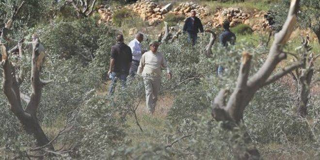 الاحتلال يهدم عدة منازل ويقتلع 250 شجرة في الضفة الغربية
