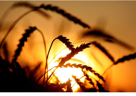 القوات الأمريكية تسرق قمح ونفط سوري