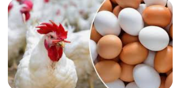 مستثمري الدواجن: لا رفع لأسعار الدجاج والبيض