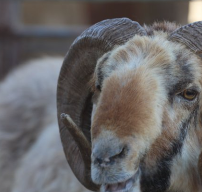 “الزراعة”: بدء حصر الحيازات الحيوانية الشهر المقبل