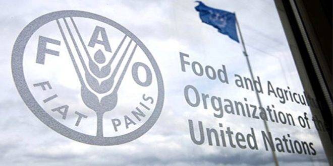 الفاو: أسعار المنتجات الغذائية العالمية تراجعت في كانون الأول