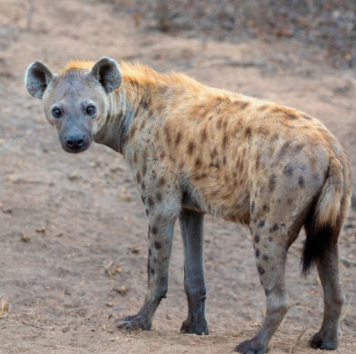 تغريم مواطن بسبب ضبع وذئب وواوي