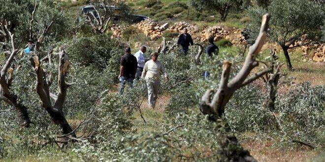مستوطنون يقتلعون 40 شجرة زيتون شرق قلقيلية
