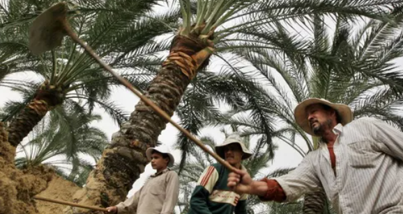 ارتفاع تاريخي لصادرات مصر الزراعية في 2022