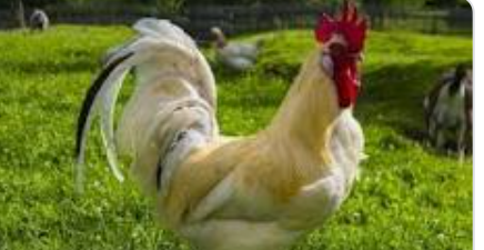 اليابان: اكتشاف بؤرة جديدة لتفشي أنفلونزا الطيور