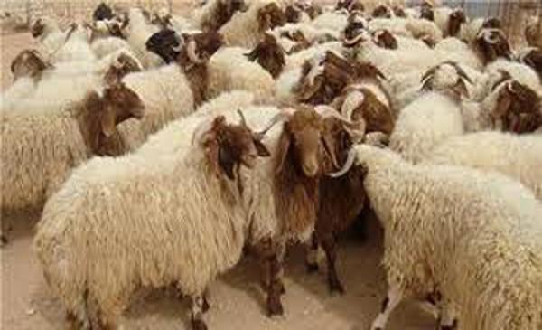 مياه الطفيلة: استمرار توفير مياه سقاية المواشي مجانا