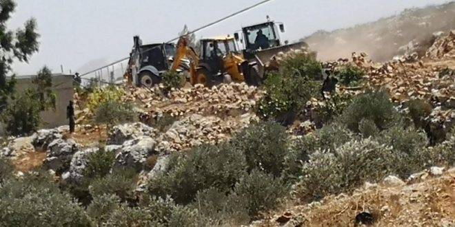 مستوطنون يقطعون أشجار الزيتون في نابلس