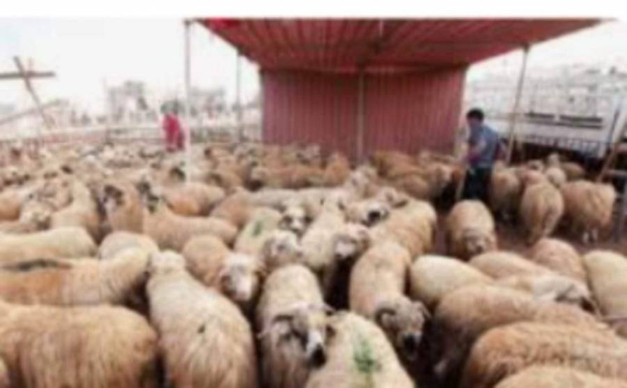 الصناعة ترفع الرسوم على سيارة الأغنام المصدرة