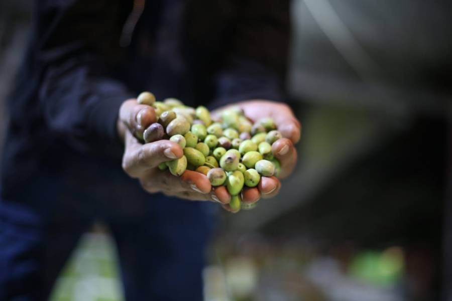 إنتهاء موسم الزيتون في المملكة