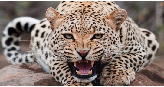 أنثى فهد تثير الرعب في مدينة دالاس‭ ‬الأمريكية.. وإعلان حالة طوارئ