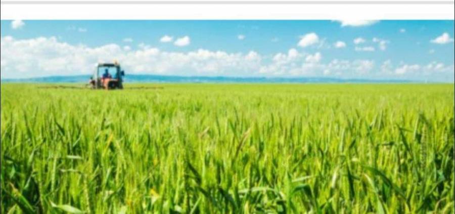 أصناف قمح جديدة تدخل في الزراعة السعودية