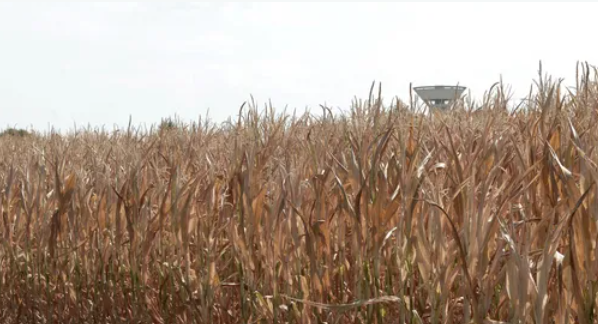 المصائب لا تأتي فرادى.. محصول الذرة يتضرر بأوكرانيا