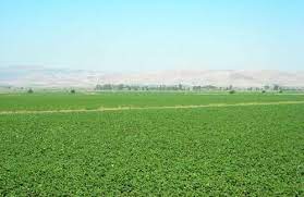 زراعة الكرك تعلن عن توفر بذار المحاصيل الحقلية