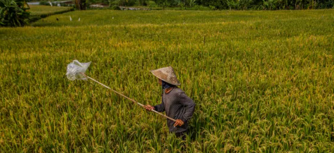كيف أضر اكتشاف الزراعة بالبشر؟.. علماء يكشفون تفاصيل مثيرة